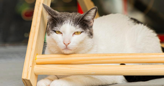 Gato Pingado – Jardim Paulista