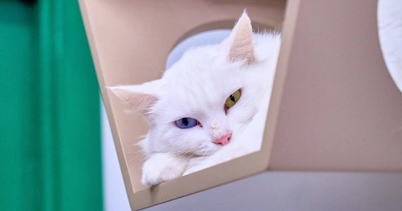 Gato Pingado – Jardim Paulista