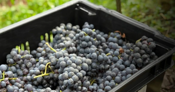 Villa La Grande Bellezza