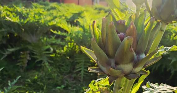 Sítio Quintal das Alcachofras