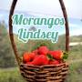 Morangos Lindsey