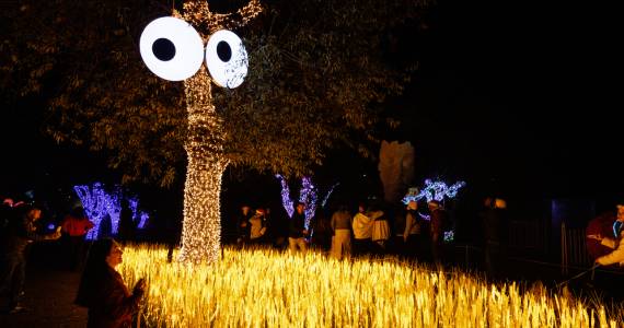 Brilha Sonhos: Experiência imersiva noturna no Parque Villa-Lobos