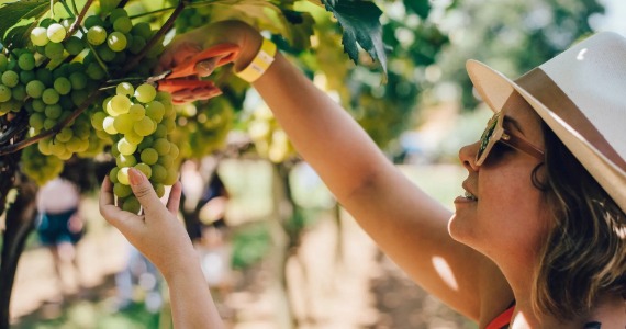 Vindima Góes 2026 celebra a colheita com experiência imersiva