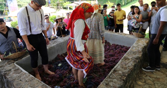 Pisa da Uva 2026 celebra tradição portuguesa em São Roque