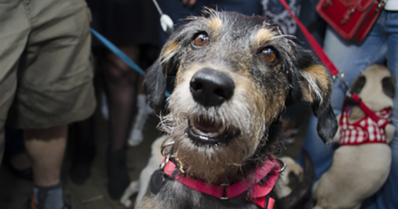Casa 92 recebeu a festa da cachorra Estopinha em comemoração aos 2 milhões de fãs no Facebook