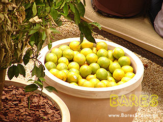 Festa de abertura do Festa de abertura do